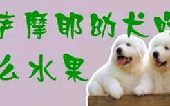 萨摩耶幼犬吃什么水果