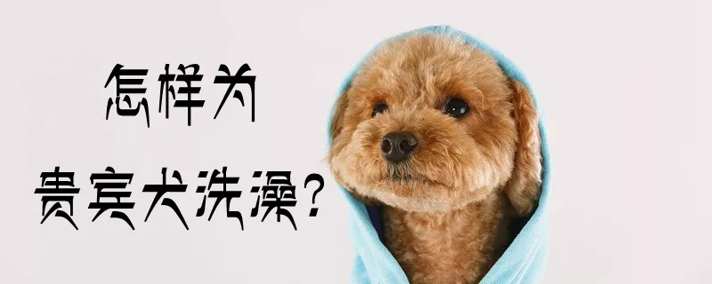 怎样为贵宾犬洗澡