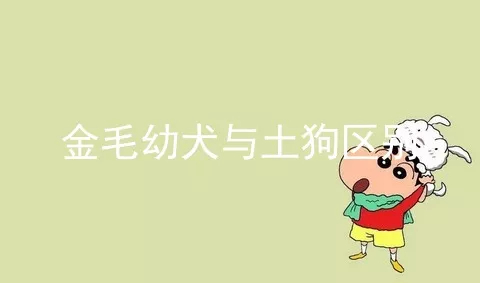 金毛幼犬与土狗区别