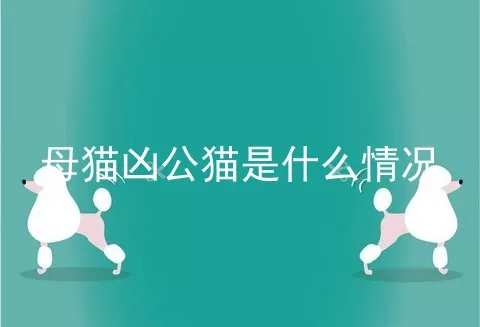 母猫凶公猫是什么情况