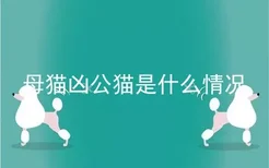 母猫凶公猫是什么情况