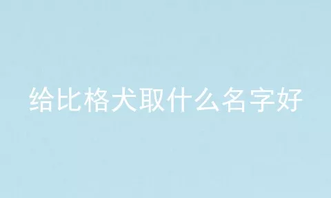 给比格犬取什么名字好