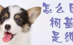 怎么区分柯基犬是纯种