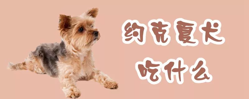 约克夏犬吃什么