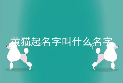 黄猫起名字叫什么名字