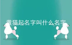 黄猫起名字叫什么名字