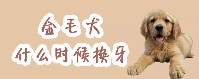 金毛犬什么时候换牙