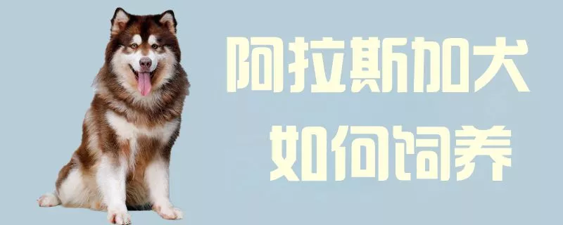 阿拉斯加犬如何饲养1