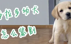 拉布拉多幼犬怎么鉴别