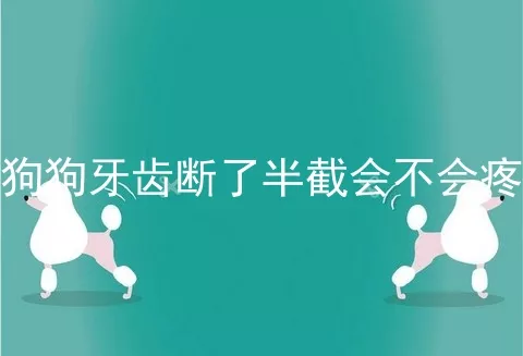 狗狗牙齿断了半截会不会疼