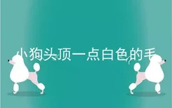 小狗头顶一点白色的毛