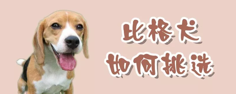 比格犬如何挑选