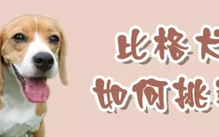 比格犬如何挑选