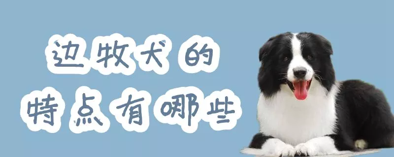 边牧犬的特点有哪些