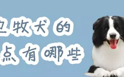 边牧犬的特点有哪些