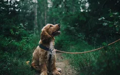 狗狗湿疹怎么治 狗狗湿疹的症状是什么