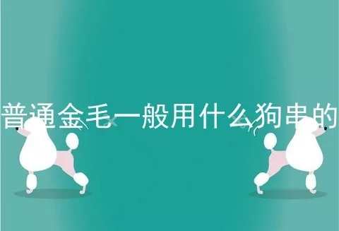 普通金毛一般用什么狗串的