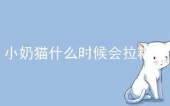 小奶猫什么时候会拉粑粑