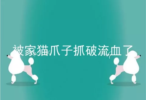 被家猫爪子抓破流血了