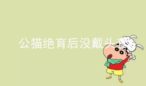 公猫绝育后没戴头套