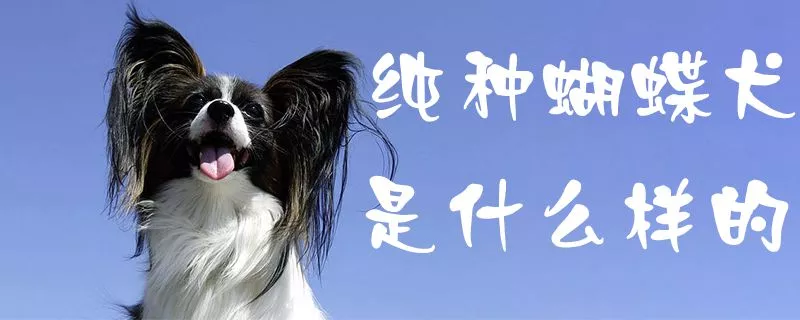 纯种蝴蝶犬是什么样的1