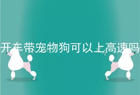 开车带宠物狗可以上高速吗