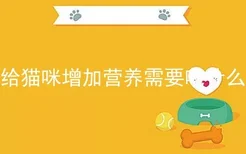 给猫咪增加营养需要吃什么