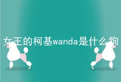 女王的柯基wanda是什么狗