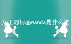 女王的柯基wanda是什么狗