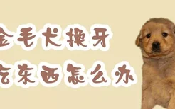 金毛犬换牙不吃东西怎么办