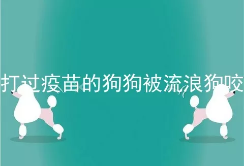 打过疫苗的狗狗被流浪狗咬