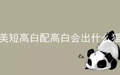 美短高白配高白会出什么猫