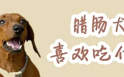 腊肠犬喜欢吃什么