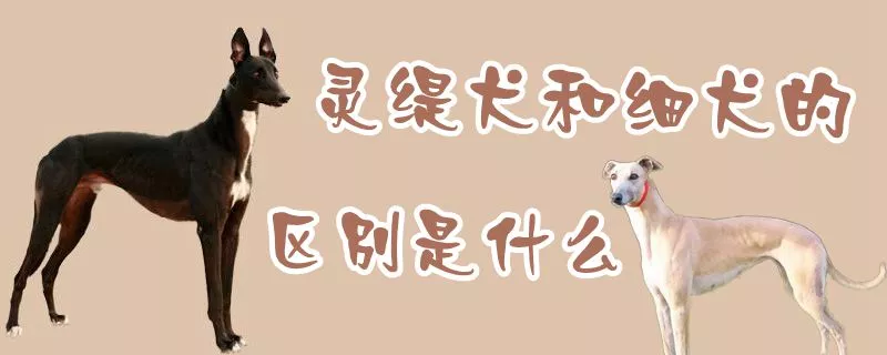 灵缇犬和细犬的区别是什么