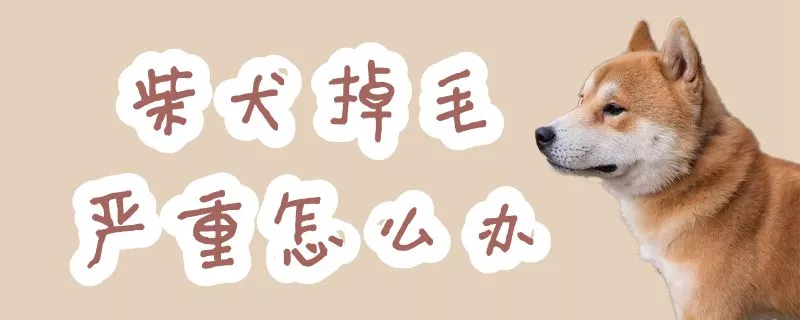 柴犬掉毛严重怎么办