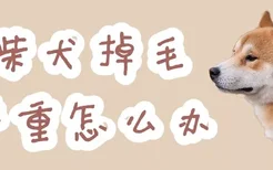 柴犬掉毛严重怎么办