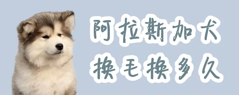 阿拉斯加犬换毛换多久