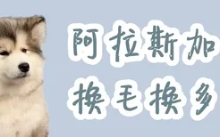 阿拉斯加犬换毛换多久