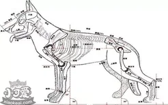 狗狗的身体解剖结构图 带你深层次的认识狗狗