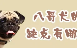 八哥犬的缺点有哪些