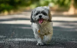 老年犬饮食注意什么 老年犬吃什么好