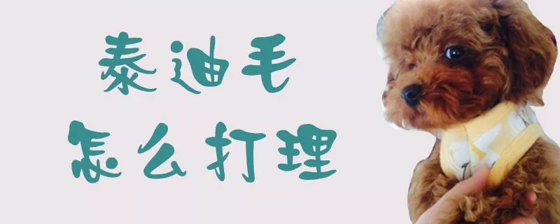 泰迪毛怎么打理1