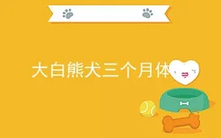 大白熊犬三个月体重