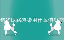 狗狗尿路感染用什么消炎药