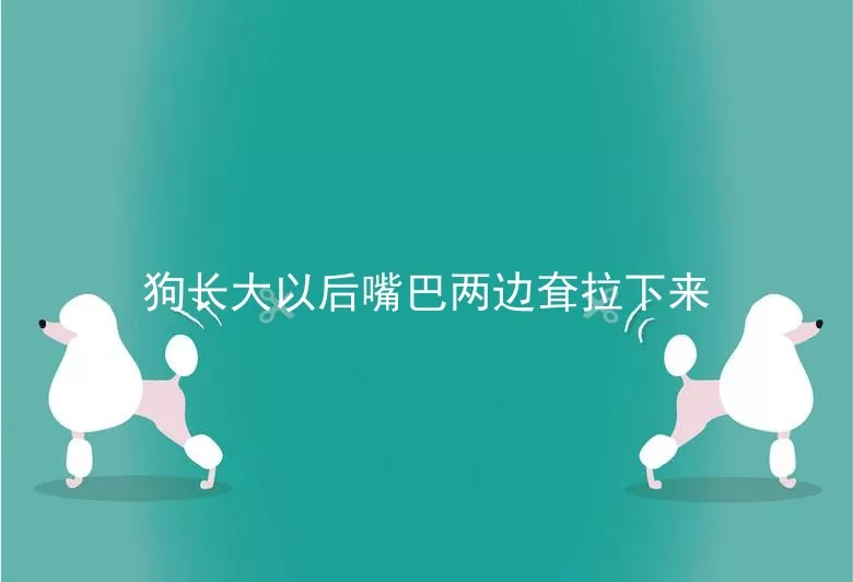 狗长大以后嘴巴两边耷拉下来