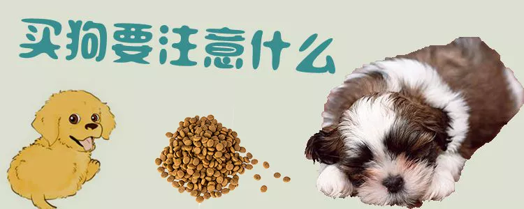 买狗要注意什么