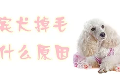 贵宾犬掉毛是什么原因