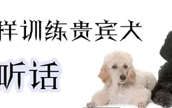 怎样训练贵宾犬听话