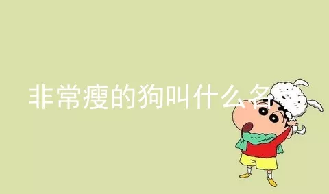 非常瘦的狗叫什么名字