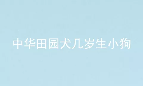 中华田园犬几岁生小狗